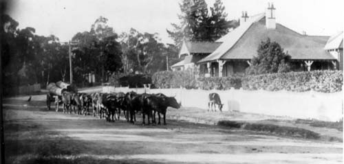 Hauling logs to the Pennant Hills Wharf along Pennant Hills Road